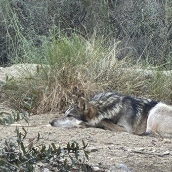 The Living Desert - Mexican Grey Wolf - Zoos Near Me - Palm Desert, California The Living Desert - Mexican Grey Wolf - Zoos Near Me - Palm Desert, California