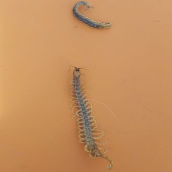 Antelope Pest Control - Pest Control Near Me