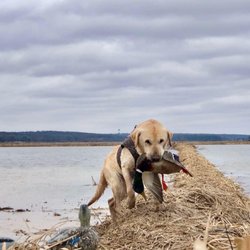 Simmons Banded Retrievers