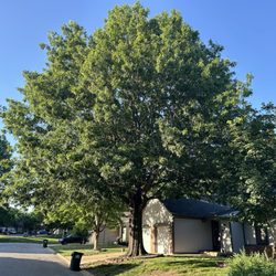 Affordable Moore's Tree Services - Before trimming