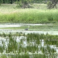 Palos Forest Preserves - See the bird?