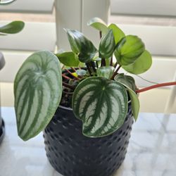 Grow Plant Shop - Watermelon Peperomia