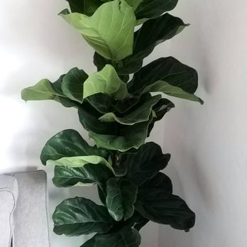 KimThai Garden - Fiddle Leaf Column!! Soooo pretty! - Nurseries & Gardening Near Me - Los Angeles, California KimThai Garden - Fiddle Leaf Column!! Soooo pretty! - Nurseries & Gardening Near Me - Los Angeles, California