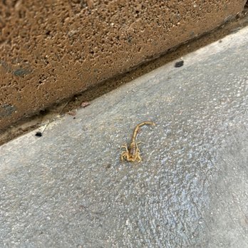 Rosas Pest Control - Arizona bark scorpion very common in the Las Vegas area. - Pest Control Near Me Rosas Pest Control - Arizona bark scorpion very common in the Las Vegas area. - Pest Control Near Me