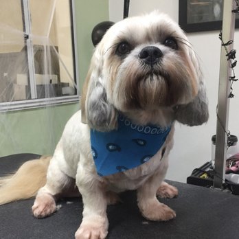 Happy Paws Dog Grooming - After (: - Pet Groomers Near Me - Monrovia, California Happy Paws Dog Grooming - After (: - Pet Groomers Near Me - Monrovia, California