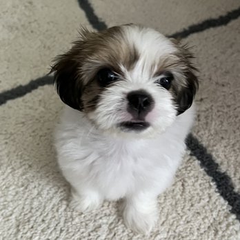 Oahu_Puppies - Pet Breeders Near Me Oahu_Puppies - Pet Breeders Near Me