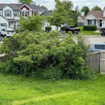 All Seasons Tree Service - Before. Note all the thistle underneath the four large rooted tree/bushes. - Tree Services Near Me - Waukegan, Illinois