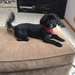 Shlomo after his visit...Happy Dog!! Shlomo after his visit...Happy Dog!!
