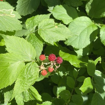 Cranberry Bog - berries - Parks Near Me