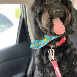 Shear Magic Dog Spa - Lilo after a fresh cut from Shear Magic.