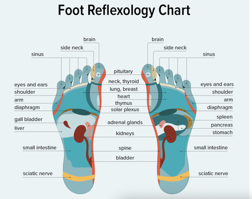 Benefits of Reflexology - Foot reflexology is used to promote relaxation, alleviate stress, improve circulation, reduce pain, enhance immune function, and support overall wellness. Some people also use reflexology to complement treatments for conditions such as anxiety, migraines, digestive issues, and chronic pain.