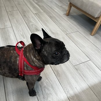 PAW Veterinary Center - Fur baby waiting for her doctor. - Veterinarians Near Me - Redondo Beach, California PAW Veterinary Center - Fur baby waiting for her doctor. - Veterinarians Near Me - Redondo Beach, California