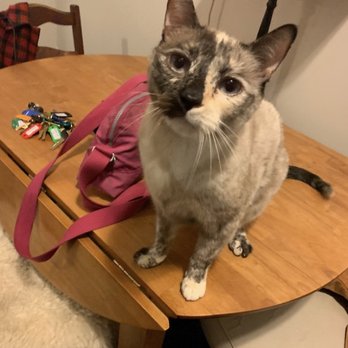 Cattitude Street Strutters - Fluff - Pet Sitting Near Me - Brooklyn, New York Cattitude Street Strutters - Fluff - Pet Sitting Near Me - Brooklyn, New York