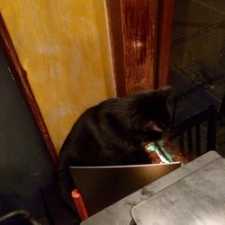 Restaurant Gusto - Zum Restaurant gehörende Katze, cool und völlig entspannt!