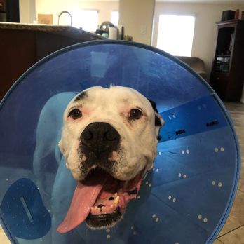 Euclid-Walnut Pet Clinic - Veterinarians Near Me - Ontario, California