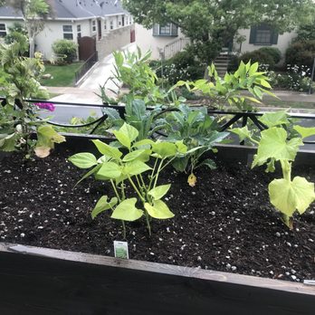 Fig Earth Supply - Nurseries & Gardening Near Me - Los Angeles, California