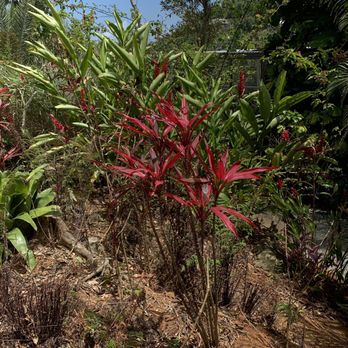 Plantation Crown and Hawk Botanical Garden - Beautiful local island flowers - Botanical Gardens Near Me - Saint Thomas, Virgin Islands