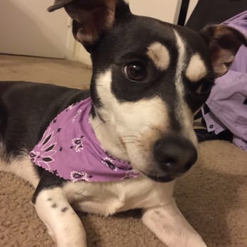 Happy K9 - You get a neat little bandana too :) - Pet Groomers Near Me - Fort Worth, Texas Happy K9 - You get a neat little bandana too :) - Pet Groomers Near Me - Fort Worth, Texas