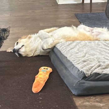 Critters Animal Services - These furbabies are truly relaxing during their mobile vet visit! - Veterinarians Near Me - Clarksville, Tennessee Critters Animal Services - These furbabies are truly relaxing during their mobile vet visit! - Veterinarians Near Me - Clarksville, Tennessee