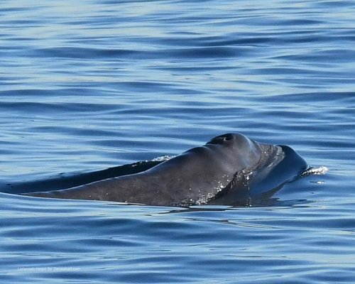 Dana Wharf Sportfishing & Whale Watching Dana Point by null