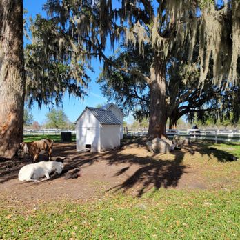 Congaree and Penn - Goat pen - Farms Near Me - Jacksonville, Florida Congaree and Penn - Goat pen - Farms Near Me - Jacksonville, Florida