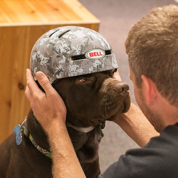 Shore Brake Cyclery - Cody the Maverick, shop dog. - Bike Repair/Maintenance Near Me - Brant Beach, New Jersey Shore Brake Cyclery - Cody the Maverick, shop dog. - Bike Repair/Maintenance Near Me - Brant Beach, New Jersey