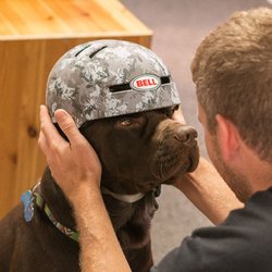 Shore Brake Cyclery - Cody the Maverick, shop dog.