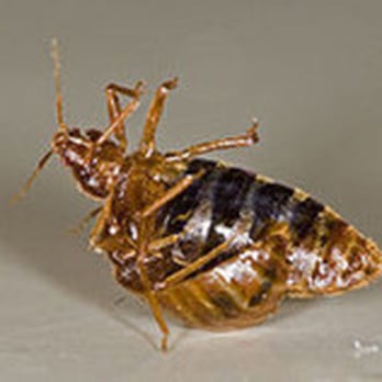 Bed Bug Rescue, LLC - Pest Control Near Me - Valley Stream, New York