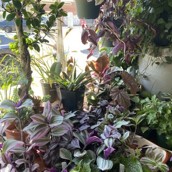 Larkspur Botanicals - Nurseries & Gardening Near Me - Portland, Oregon Larkspur Botanicals - Nurseries & Gardening Near Me - Portland, Oregon