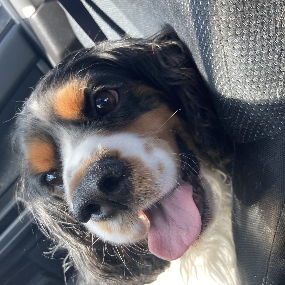 They missed out on the nicest dog, too. They missed out on the nicest dog, too.