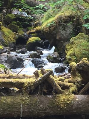 Ohanapecosh Campground by null