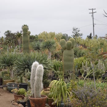 Desert Theater Nursery - Nurseries & Gardening Near Me - Escondido, California