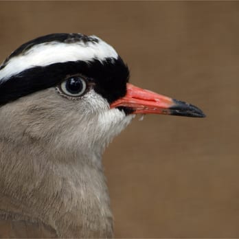 Vogelpark Heiligenkirchen - Kronenkiebitz - Zoos Near Me - Detmold, NW
