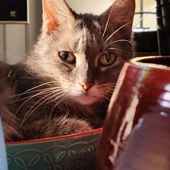 Mount Dora Veterinary Hospital - Veterinarians Near Me - Mount Dora, Florida