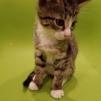 Long Beach Humane Society - Mila - Animal Shelters Near Me - Island Park, New York