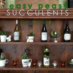 Easy Peasy Succulents - Easy Peasy Succulents create one of a kind arrangements in long beach.