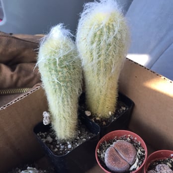 Exotic Gardens - Brought some little friends home. - Nurseries & Gardening Near Me - El Cajon, California