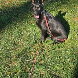 Green Mountain K9