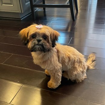 Pawesome Palace - A small, fluffy dog with light brown fur and a pink bow on its head is sitting on a dark hardwood floor. The background includes kitchen cabinets, a chair, and part of a stainless steel appliance, indicating an indoor setting. - Pet Groomers Near Me - Hanover, Maryland