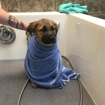2 Blondes All Breed Rescue - little Adam getting a bath (he is bigger adam now) - Animal Shelters Near Me 2 Blondes All Breed Rescue - little Adam getting a bath (he is bigger adam now) - Animal Shelters Near Me