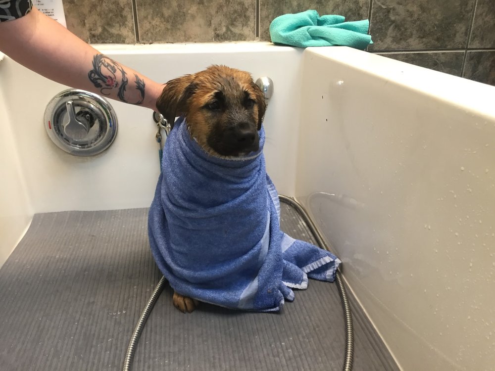 two blondes all breeds rescue