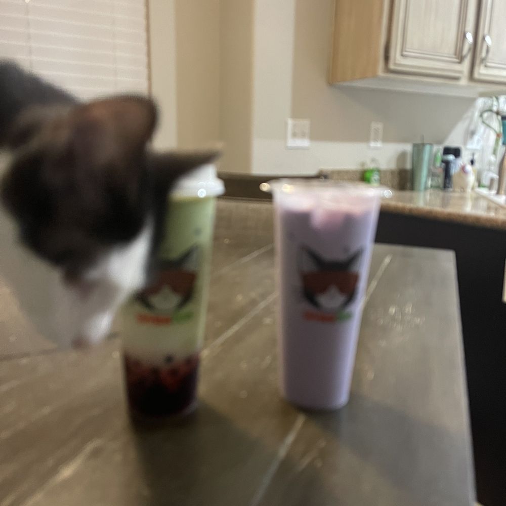 Our kitty checking out the cups Our kitty checking out the cups
