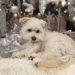Wagsmore Grooming - Merry Christmas