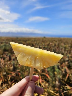 Maui Pineapple Tour by null