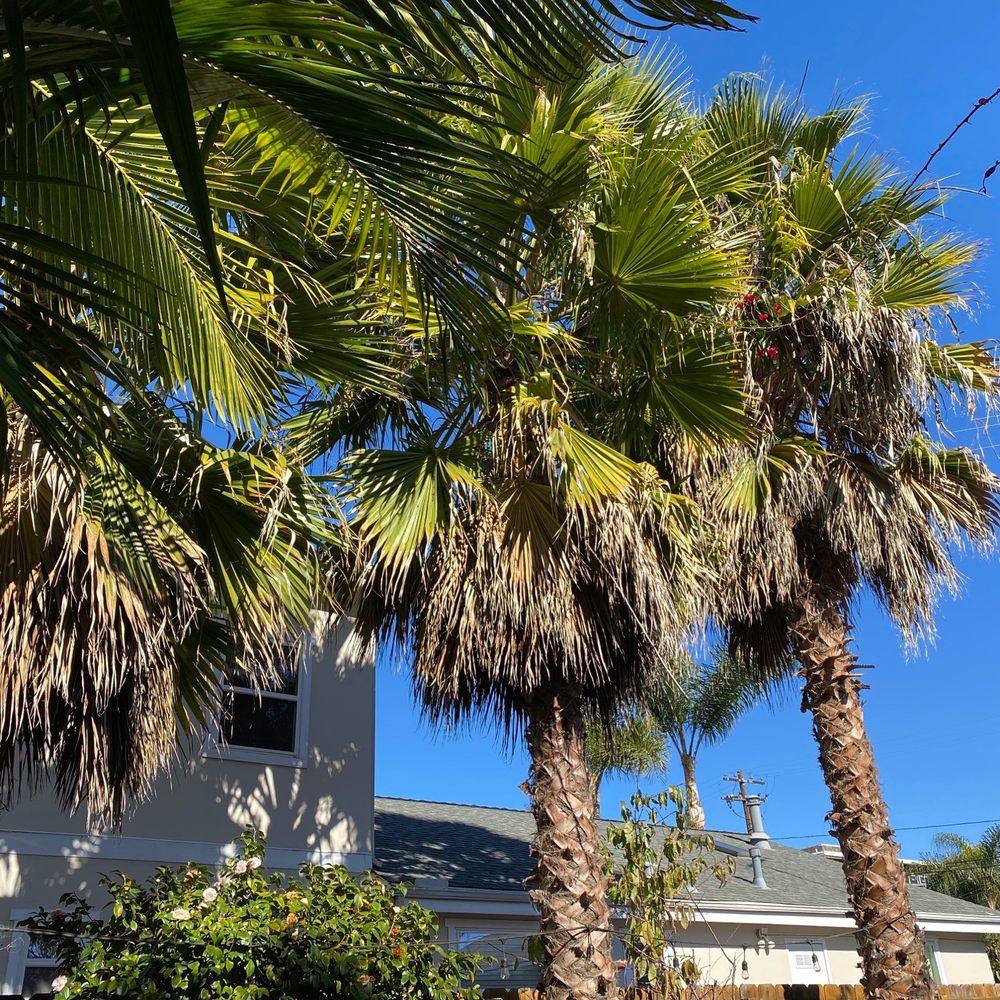 Angel's Tree Service - Before - Tree Services Near Me - Encinitas, California