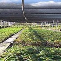 Nuccio's Nurseries - Nuccio's - Best Southern California Grower of Azaleas and Camellias