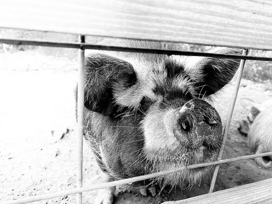 White Oak Pastures by null