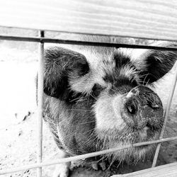 White Oak Pastures - The local pig