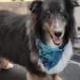 Photo of Kritter Kutz Pet Salon