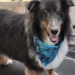 Kritter Kutz Pet Salon